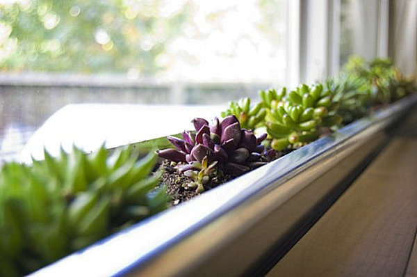 modern-succluent-windowbox-planter