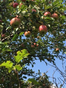 Apples-Asymmetrical Color Story